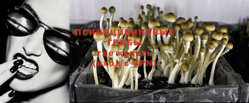 Псилоцибиновые грибы Magic Shrooms  наркошоп  Волжск 